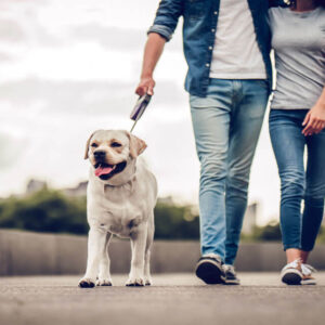 Dog Walking Business Course