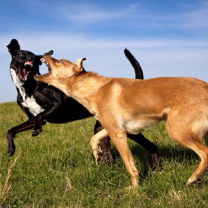 Dog Training - Control Aggressive Dog
