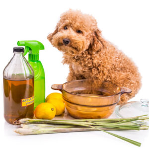 Dog Training - Natural Remedies