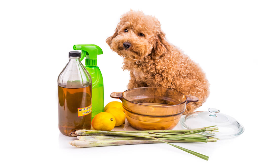 Dog Training - Natural Remedies