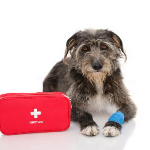 Canine First Aid (Emergency Care)