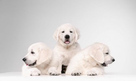 Ultimate Puppy & Dog Training - Mega Bundle