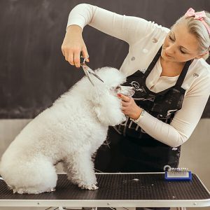 Diploma in Dog Grooming Online Training Course