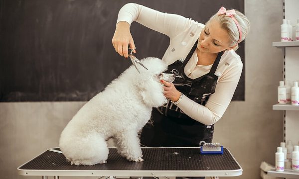 Diploma in Dog Grooming Online Training Course